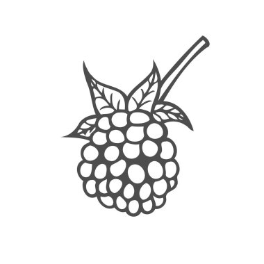 Ahududu meyve. Superfood organik meyve. Elle çizilmiş vektör oyulmuş illüstrasyon kroki. Beyaz arka plan üzerinde izole