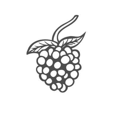 Ahududu meyve. Superfood organik meyve. Elle çizilmiş vektör oyulmuş illüstrasyon kroki. Beyaz arka plan üzerinde izole