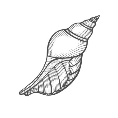 Deniz kabuğu nautilus. Deniz kabuğu vektör illüstrasyon izole beyaz zemin üzerine kazınmış. Doodle seashell. Deniz yaşamı süsleme