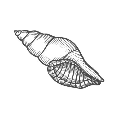 Deniz kabuğu nautilus. Deniz kabuğu vektör illüstrasyon izole beyaz zemin üzerine kazınmış. Doodle seashell. Deniz yaşamı süsleme