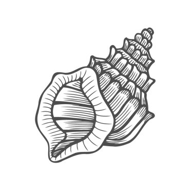 Deniz kabuğu nautilus. Deniz kabuğu vektör illüstrasyon izole beyaz zemin üzerine kazınmış. Doodle seashell. Deniz yaşamı süsleme
