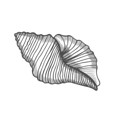 Deniz kabuğu nautilus. Deniz kabuğu vektör illüstrasyon izole beyaz zemin üzerine kazınmış. Doodle seashell. Deniz yaşamı süsleme