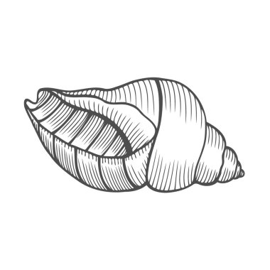 Deniz kabuğu nautilus. Deniz kabuğu vektör illüstrasyon izole beyaz zemin üzerine kazınmış. Doodle seashell. Deniz yaşamı süsleme