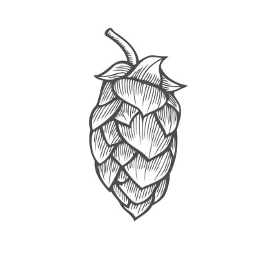 Bira bira fabrikasında kullanılır hop organik bitki bitki. Etiket ve ambalaj için. Vektör çizim kazınmış. El Isolated beyaz zemin üzerine çekilmiş.