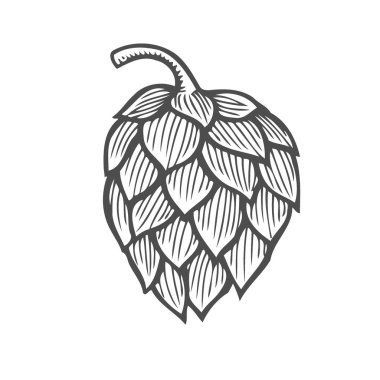 Bira bira fabrikasında kullanılır hop organik bitki bitki. Etiket ve ambalaj için. Vektör çizim kazınmış. El Isolated beyaz zemin üzerine çekilmiş.