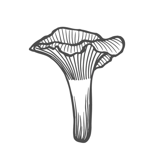 Cogumelo Chanterelle Ilustração Vetorial Desenhada Mão Desenho Comida Esboço Isolado — Vetor de Stock