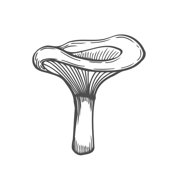 鸡油菌蘑菇手画向量例证 素描在白色背景下分离的食物图画 有机素食产品 伟大的菜单 产品包装 — 图库矢量图片