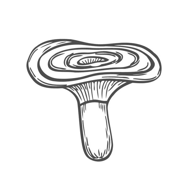 鸡油菌蘑菇手画向量例证 素描在白色背景下分离的食物图画 有机素食产品 伟大的菜单 产品包装 — 图库矢量图片