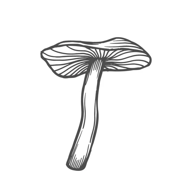 Mooie Zwart Wit Amanita Natuur Illustratie Geïsoleerd Een Witte Achtergrond — Stockvector