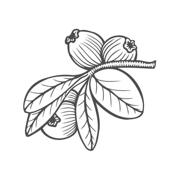 Mirtillo Vettore Illustrazione Disegnata Mano Isolata Bianco — Vettoriale Stock