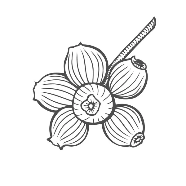 Bilberry Vetor Desenho Desenhado Mão Ilustração Isolada Branco — Vetor de Stock