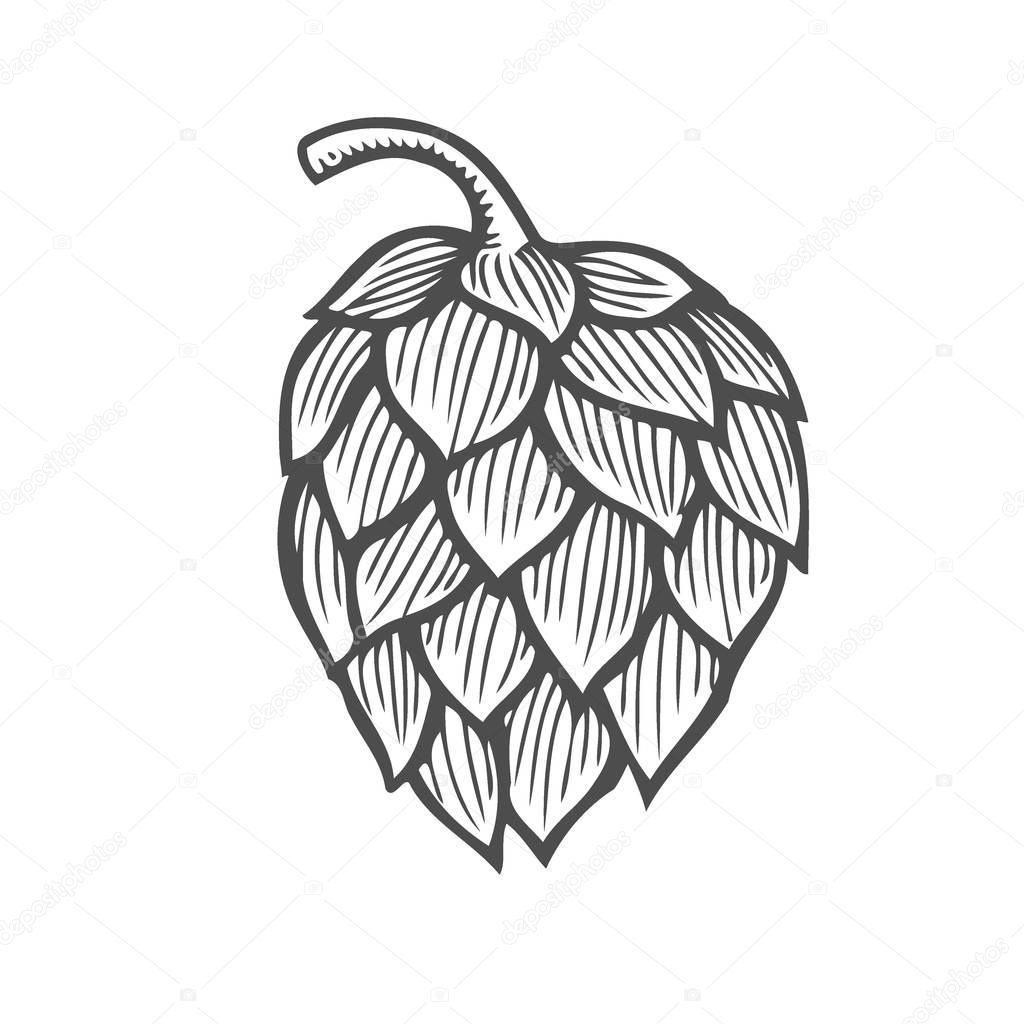 Hop organic herb plant which is used in the brewery of beer. For labels and packaging. Vector engraved illustration. Hand drawn Isolated on white background