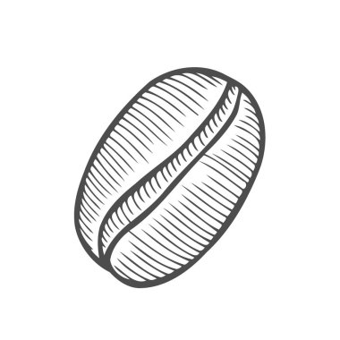 Vintage kahve çekirdeği oyma vektör çizim. Beyaz arka plan üzerinde izole