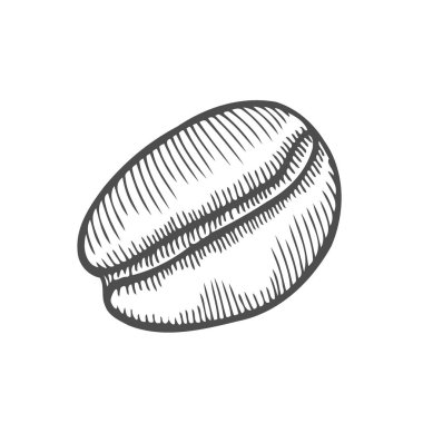 Vintage kahve çekirdeği oyma vektör çizim. Beyaz arka plan üzerinde izole