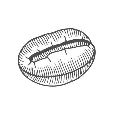 Vintage kahve çekirdeği oyma vektör çizim. Beyaz arka plan üzerinde izole