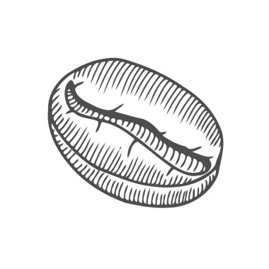 Vintage kahve çekirdeği oyma vektör çizim. Beyaz arka plan üzerinde izole