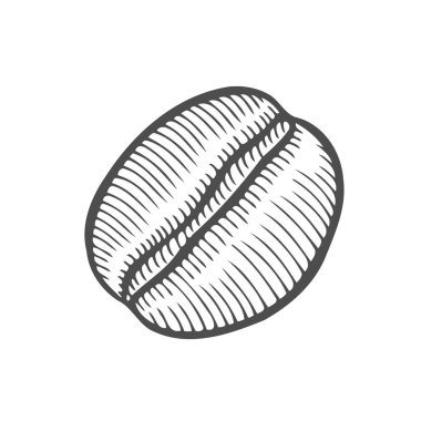 Vintage kahve çekirdeği oyma vektör çizim. Beyaz arka plan üzerinde izole