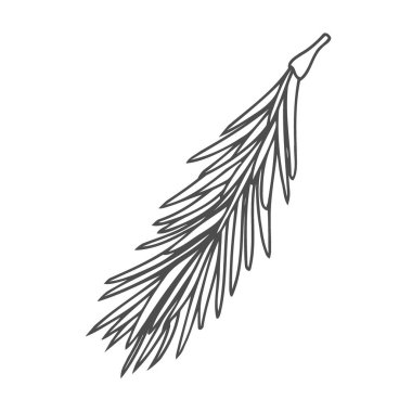 Beyaz arka plan üzerinde izole el çekilmiş çam ağacı dalı. Vintage oyulmuş tarzı mürekkebi çizimde