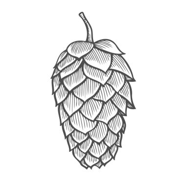 Bira hop illüstrasyon izole beyaz arka plan üzerinde stil oyma içinde. Tasarım öğesi için logo, etiket, arma, işaret, poster, etiket. Vektör çizim