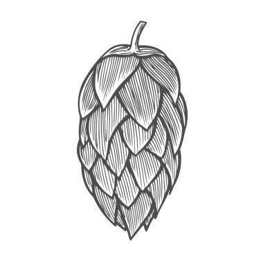 Bira hop illüstrasyon izole beyaz arka plan üzerinde stil oyma içinde. Tasarım öğesi için logo, etiket, arma, işaret, poster, etiket. Vektör çizim