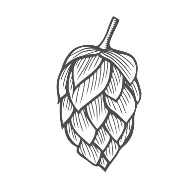 Bira hop illüstrasyon izole beyaz arka plan üzerinde stil oyma içinde. Tasarım öğesi için logo, etiket, arma, işaret, poster, etiket. Vektör çizim