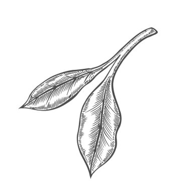 Huş ağacı dalı ve Karaçam şube vektör. Elle çizilmiş. Botanik kroki.