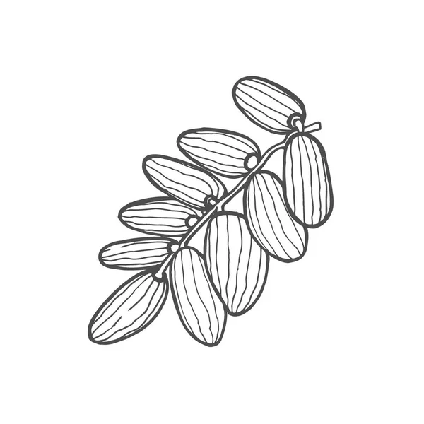 Fond Avec Branche Fruits Date Fruits Date Feuilles Illustration Vectorielle — Image vectorielle