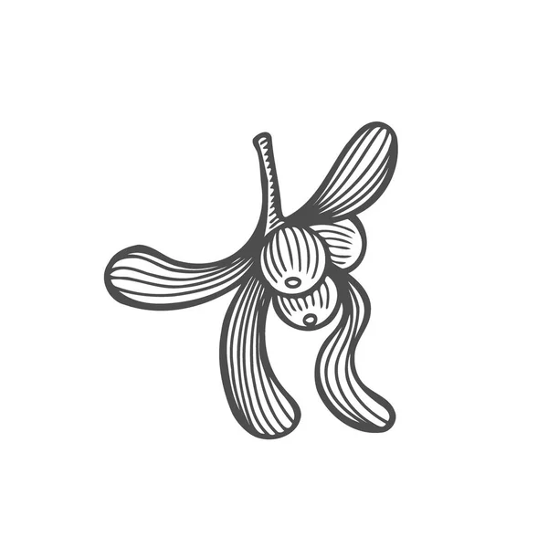 Ink Sketch Mistletoe Branch Leaves Fruits Monochrome Design Element Web — Stock Vector