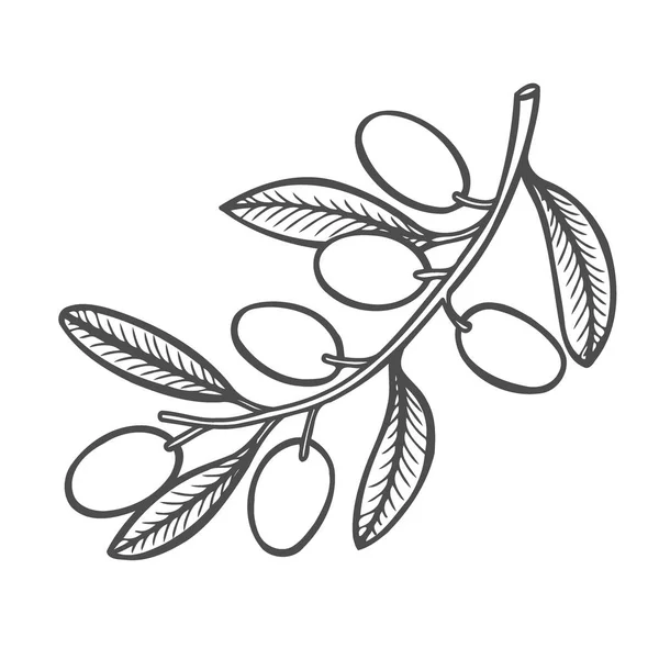Мальована Рука Векторна Ілюстрація Оливкової Гілки Оливкової Олії Ресторану Натуральних — стоковий вектор