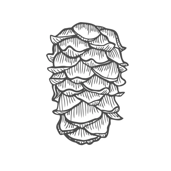 Ilustração Vetorial Natureza Madeira Pinecone Desenho Desenhado Mão —  Vetores de Stock