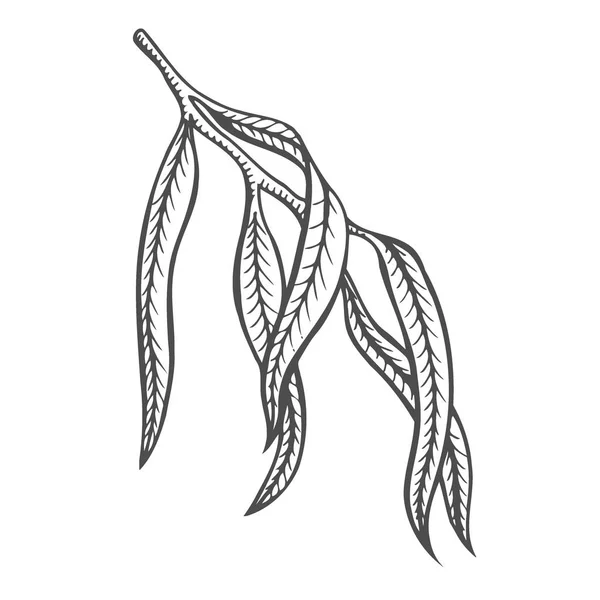 Bříza Větev Modřín Větev Vektor Ručně Kreslené Botanická Skica — Stockový vektor