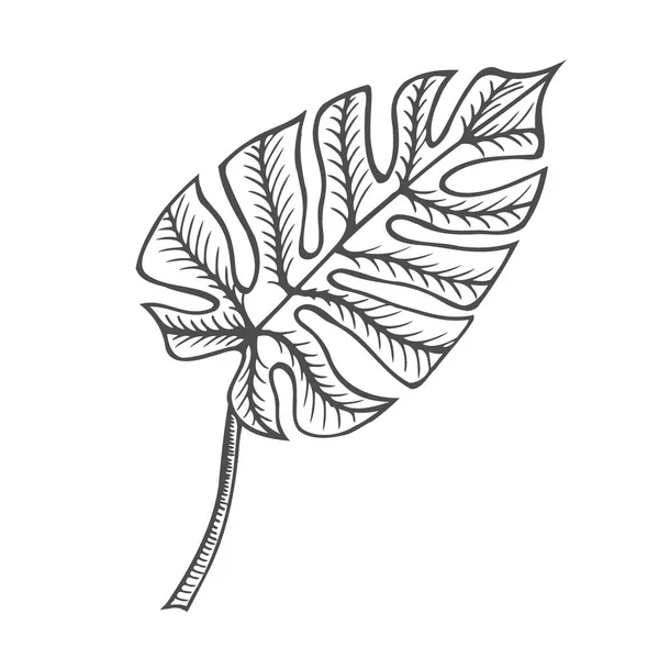 Monstera Leaf Illustration Drawing Engraving Ink Line Art Vector — Stock Vector