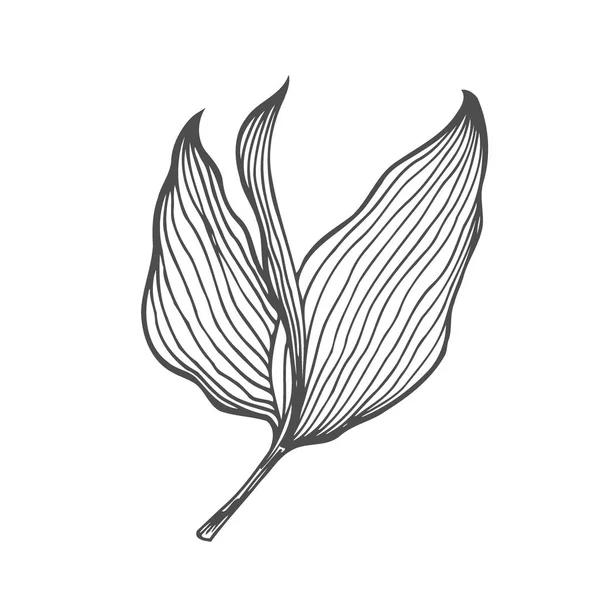 白樺枝とカラマツ支店ベクトル 手描き 植物のスケッチ — ストックベクタ