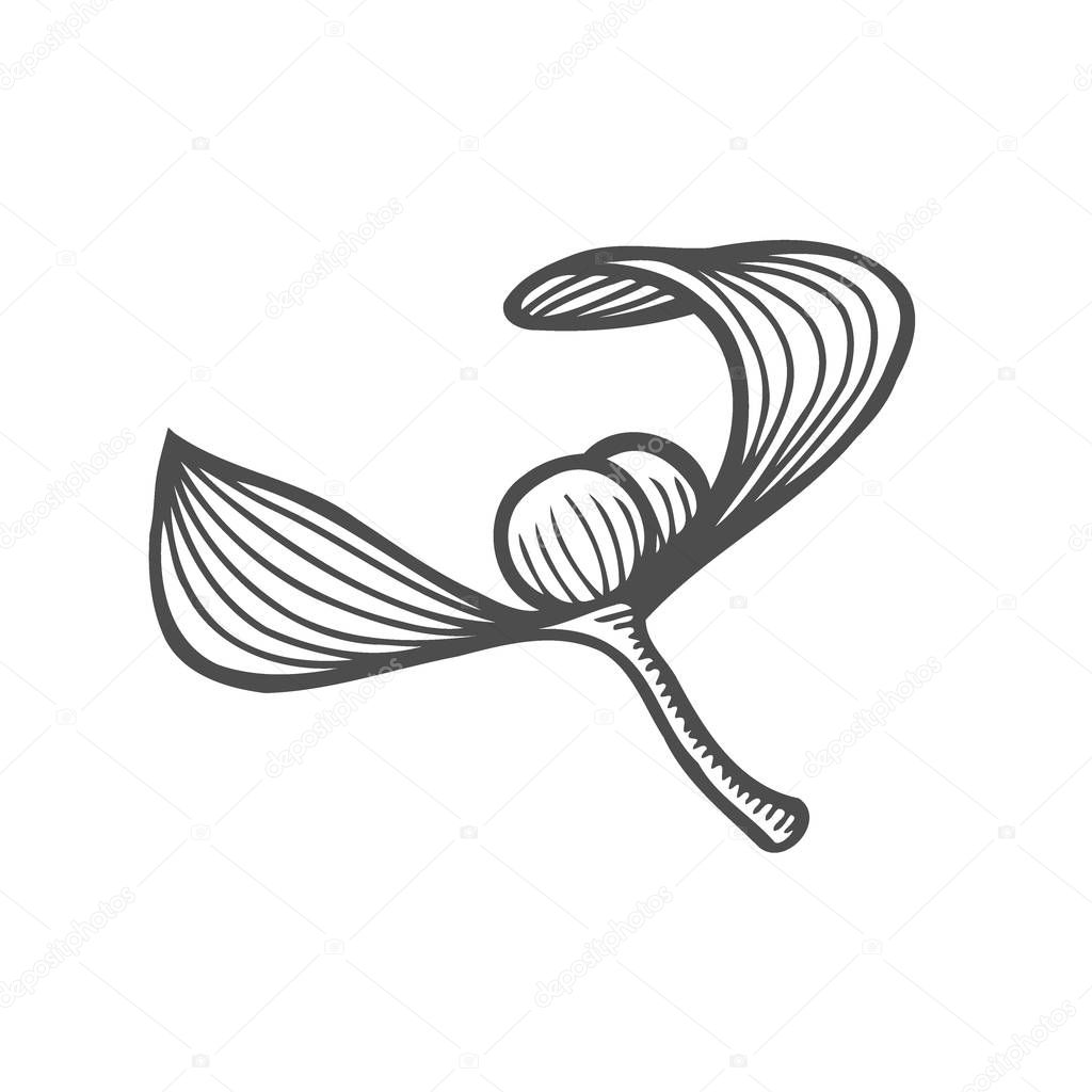 Ink sketch of mistletoe branch with leaves, fruits. Monochrome design element for web, for print stock vector illustration