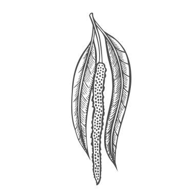 huş ağacı dalı, bud ağaç, el çekilmiş izole üzerinde beyaz