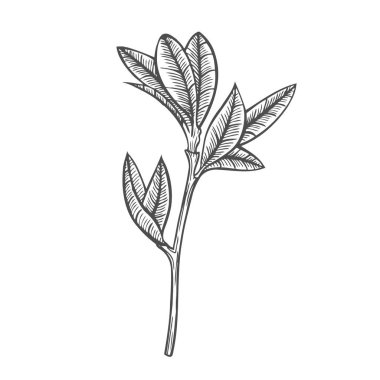 İzole edilmiş bir arkaplanda yaprakların çizim dalı