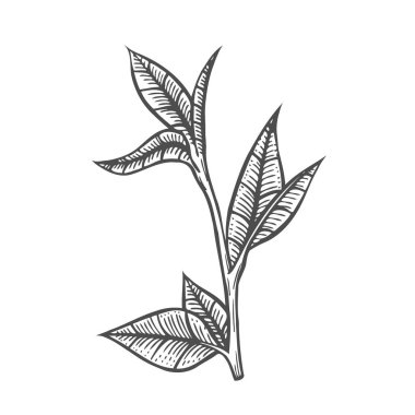 İzole edilmiş bir arkaplanda yaprakların çizim dalı