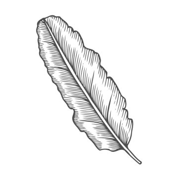 İllüstrasyon izole beyaz arka plan üzerinde elle çizilmiş kroki yosun.