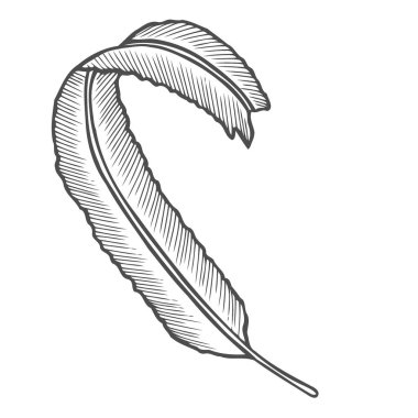 İllüstrasyon izole beyaz arka plan üzerinde elle çizilmiş kroki yosun.