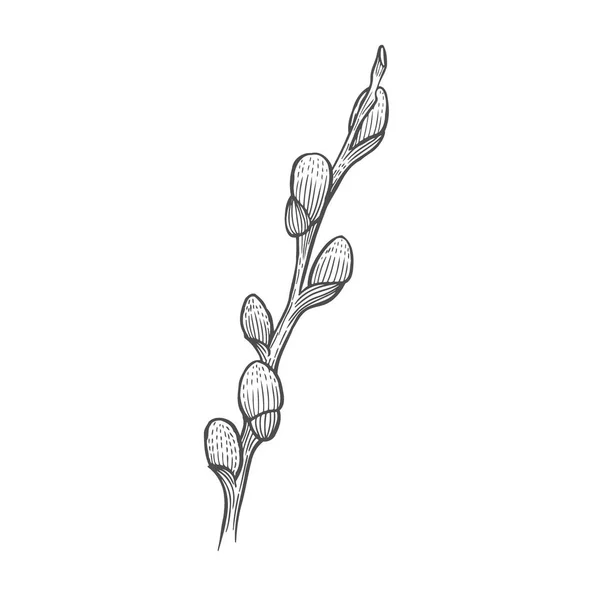 Гілка Квітучої Верби Знайдіть Лайнер Малюнок Рук Векторні — стоковий вектор