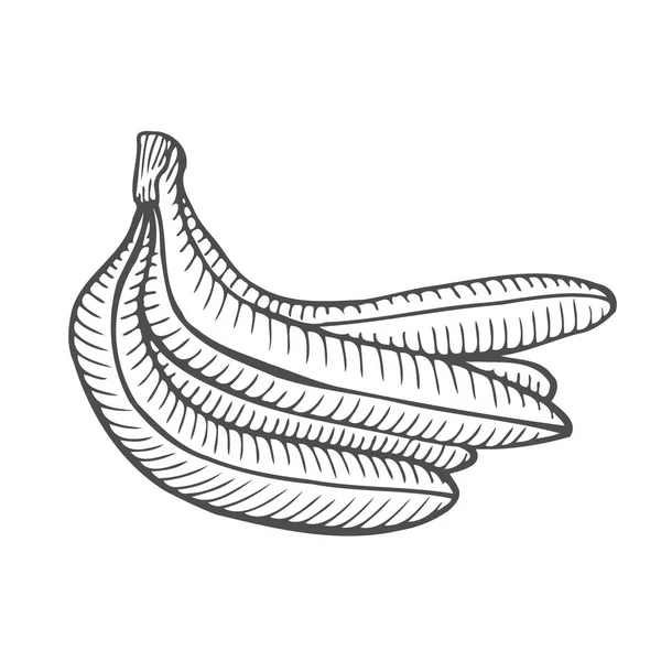 Handgezeichnete Vektor Einzelskizze Bananenillustration Isoliert Auf Weißem Hintergrund — Stockvektor