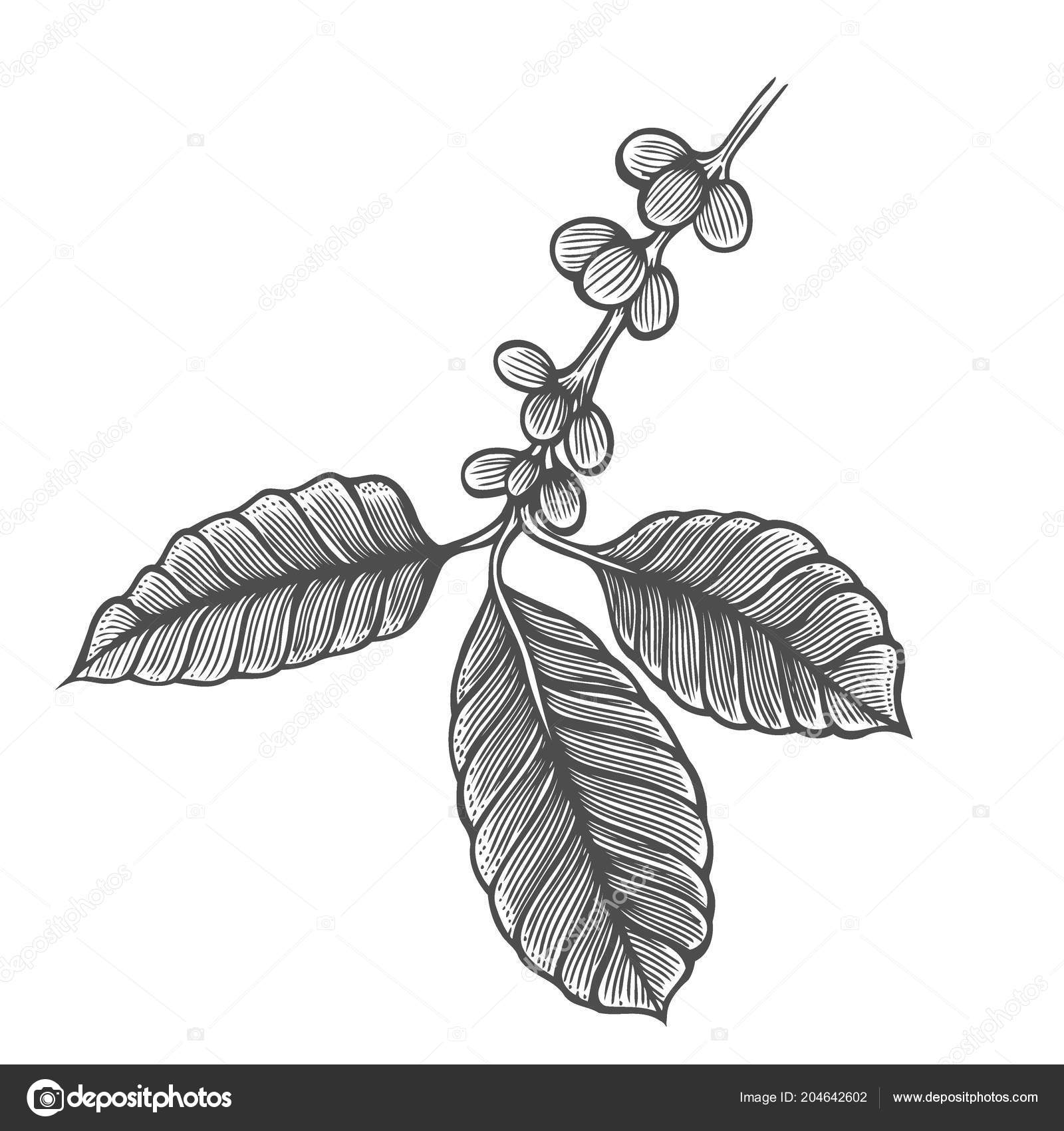 Coffee Tree Illustration Engraved Style Vintage Image Stock Vector Coffee Tree Illustration Engraved Style Vintage Image Stock Vector