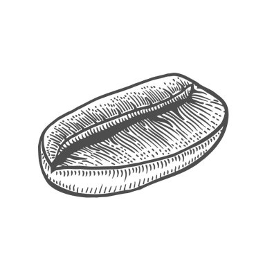 Vintage kahve çekirdeği oyma vektör çizim. Beyaz izole