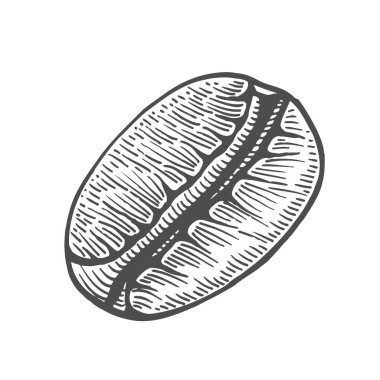 Vintage kahve çekirdeği oyma vektör çizim. Beyaz izole