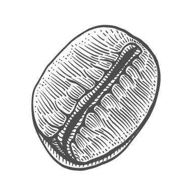 Vintage kahve çekirdeği oyma vektör çizim. Beyaz izole