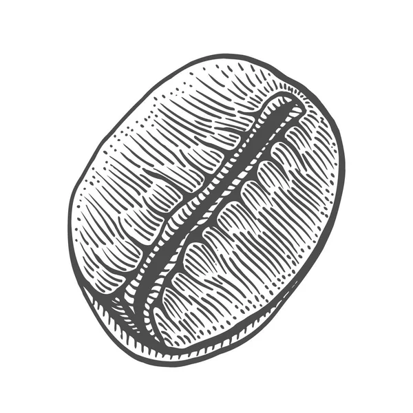 老式咖啡豆雕刻矢量插图 在白色上隔离 — 图库矢量图片
