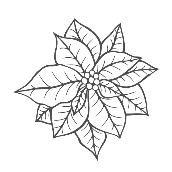 Poinsettia Isolated Christmas Flower Vintage Vector Artwork Black White Coloring — Stock Vector