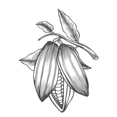 Kakao çekirdeği el yapımı çizimi, çikolata meyvesi, vektör çizimi, canlandırıcı malzeme kakao içeceği, klasik tarz.