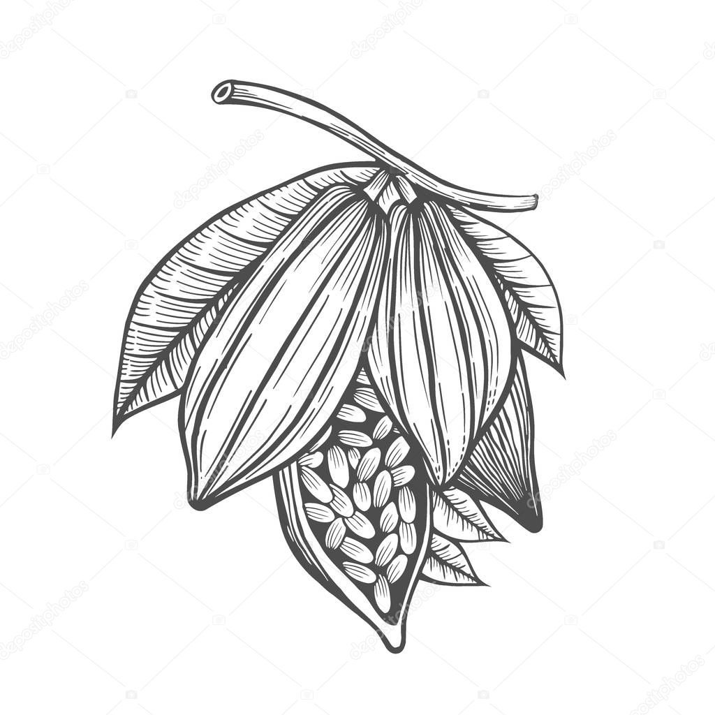 Cocoa beans freehand drawing, chocolate fruit, vector illustration, invigorating ingredient cocoa drink, vintage style