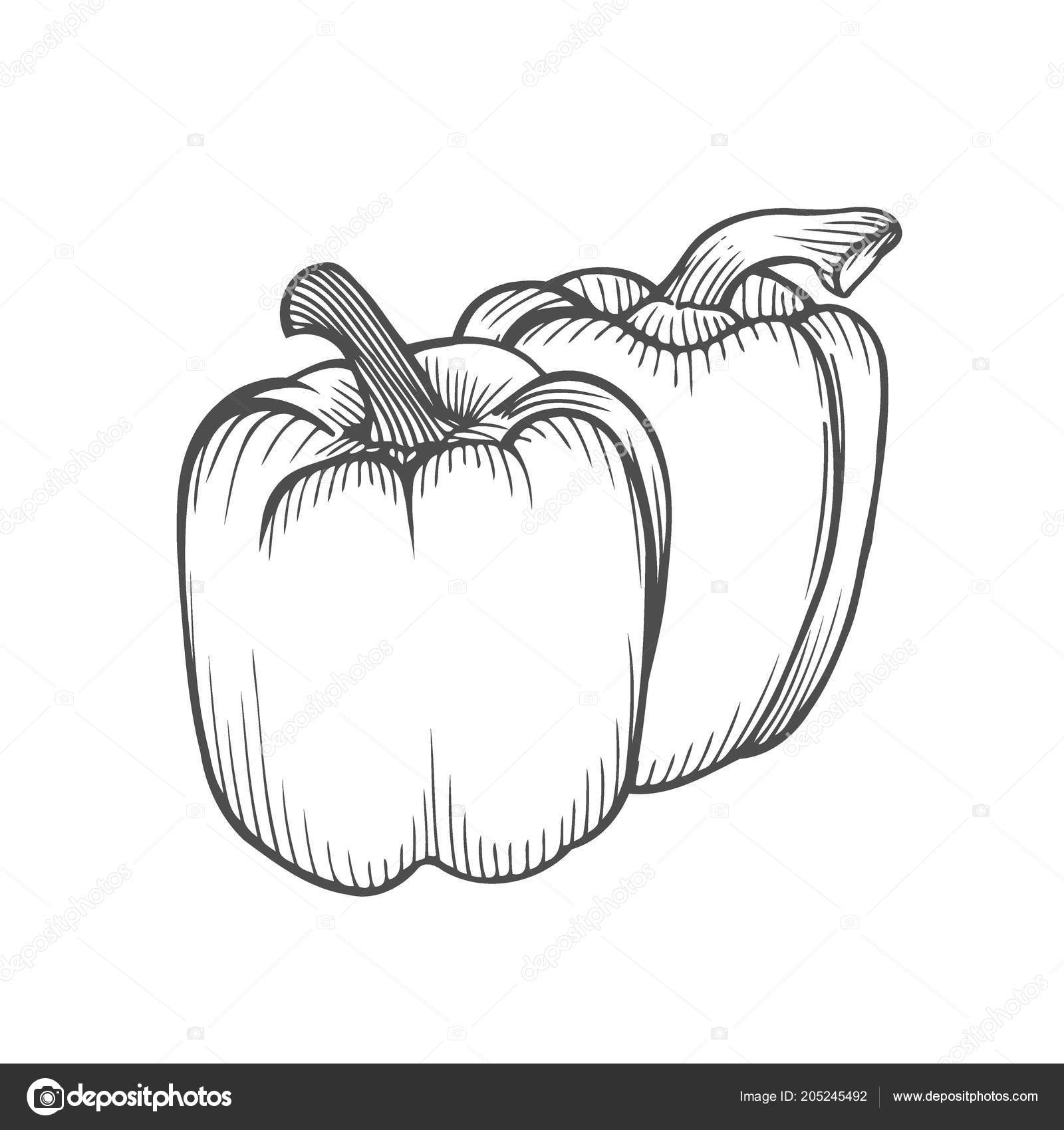 Paprika Zeichnen